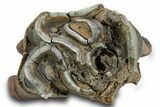 Fossil Woolly Rhino (Coelodonta) Partial Tooth - Siberia #380733-2
